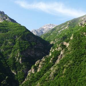 Caspian Hyrcanian Forests